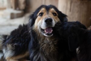 年末年始にカニを取り寄せるには間に合う方法は？