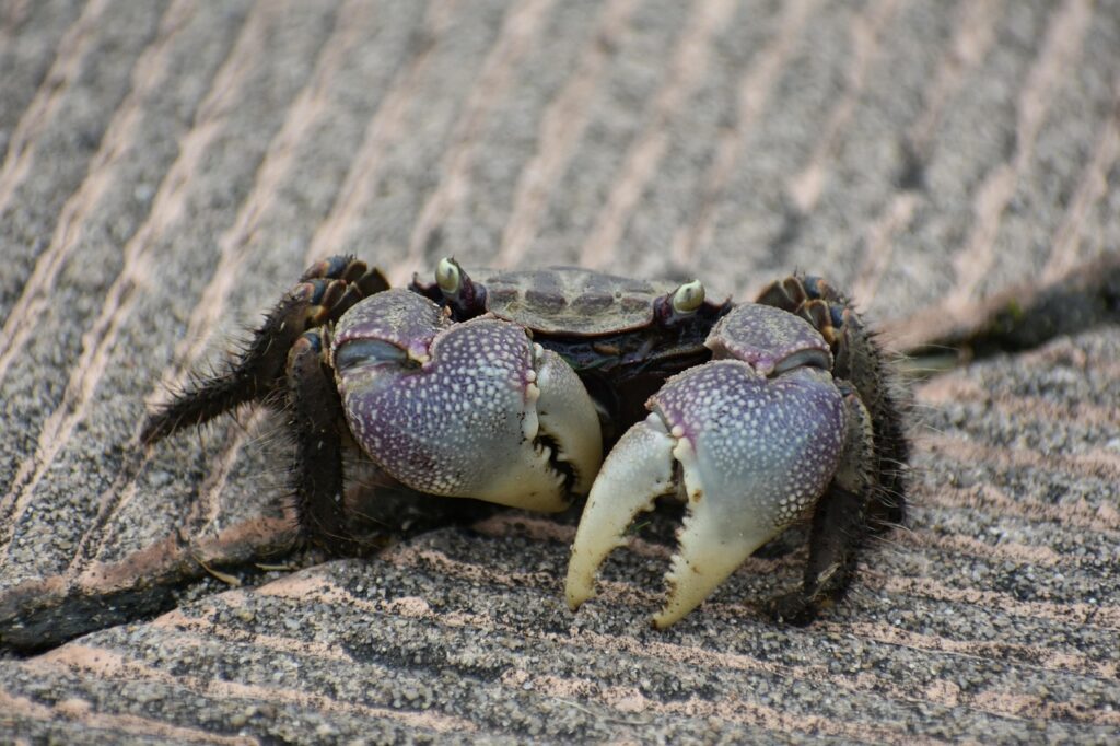 カニの調理で役立つハサミの使い方は？
