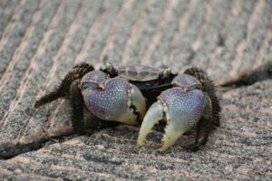 カニの調理で役立つハサミの使い方は？