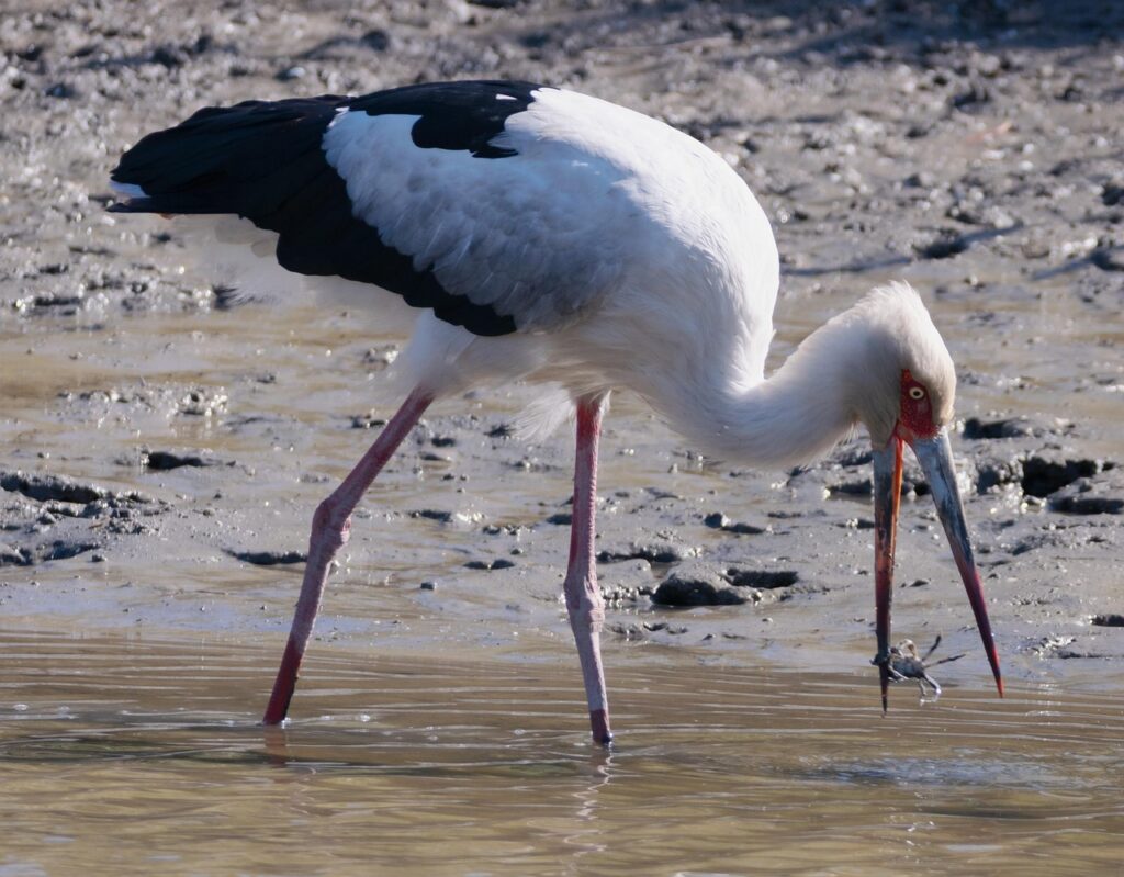 お正月にカニを美味しく食べるためのおすすめの食べ方は？