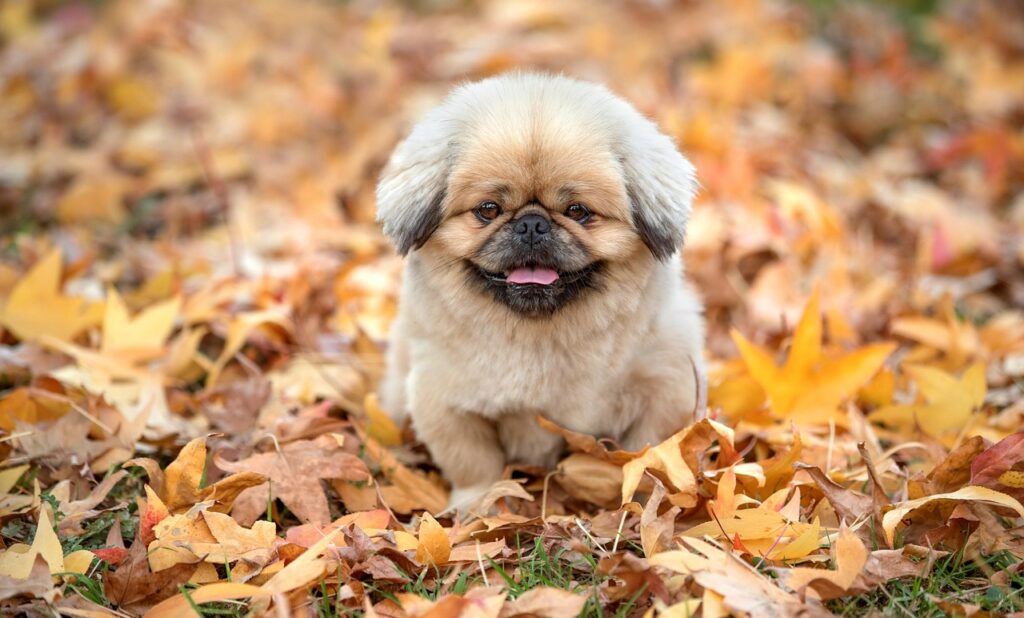 越前ガニのブランドに関する評判はどうなっているの？