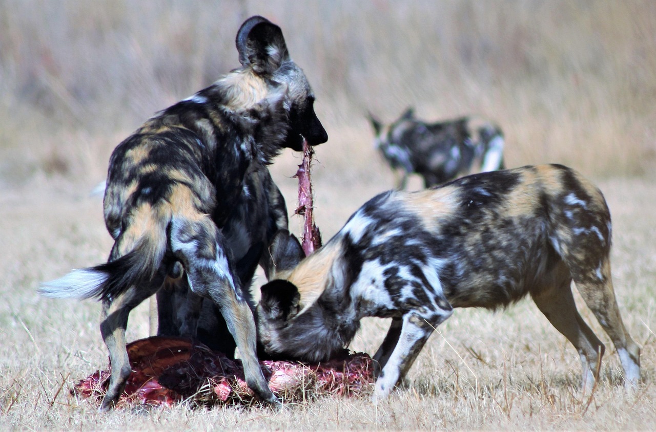 年末年始に購入したカニの返品はどうすればいい？