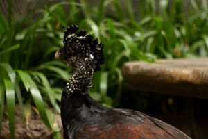 年末年始に贈るカニのプレゼントでおすすめの品は？