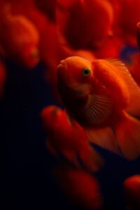 年末年始に贈るカニギフトのおすすめは？