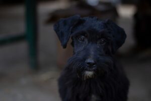 年末年始のカニレビューでおすすめの食べ方は？