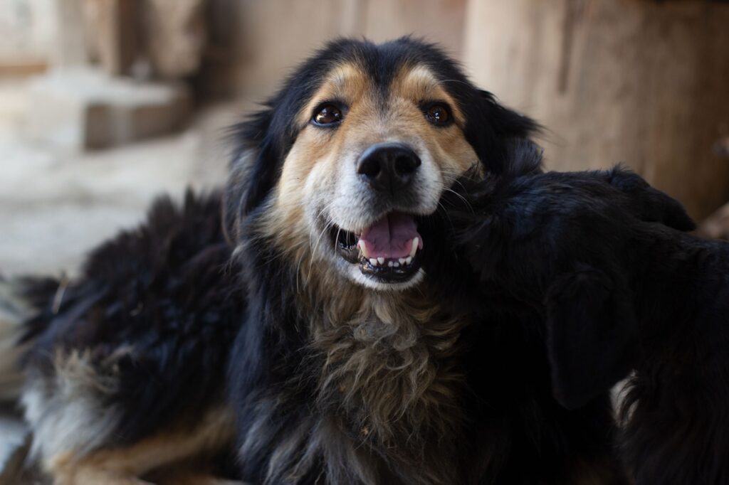 年末年始のカニ予約はいつまでにするべき？