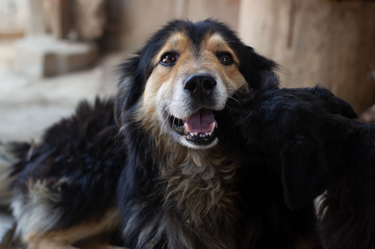 年末年始のカニ予約はいつまでにするべき？