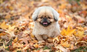 カニの通販で海外配送が可能なおすすめサイトは？