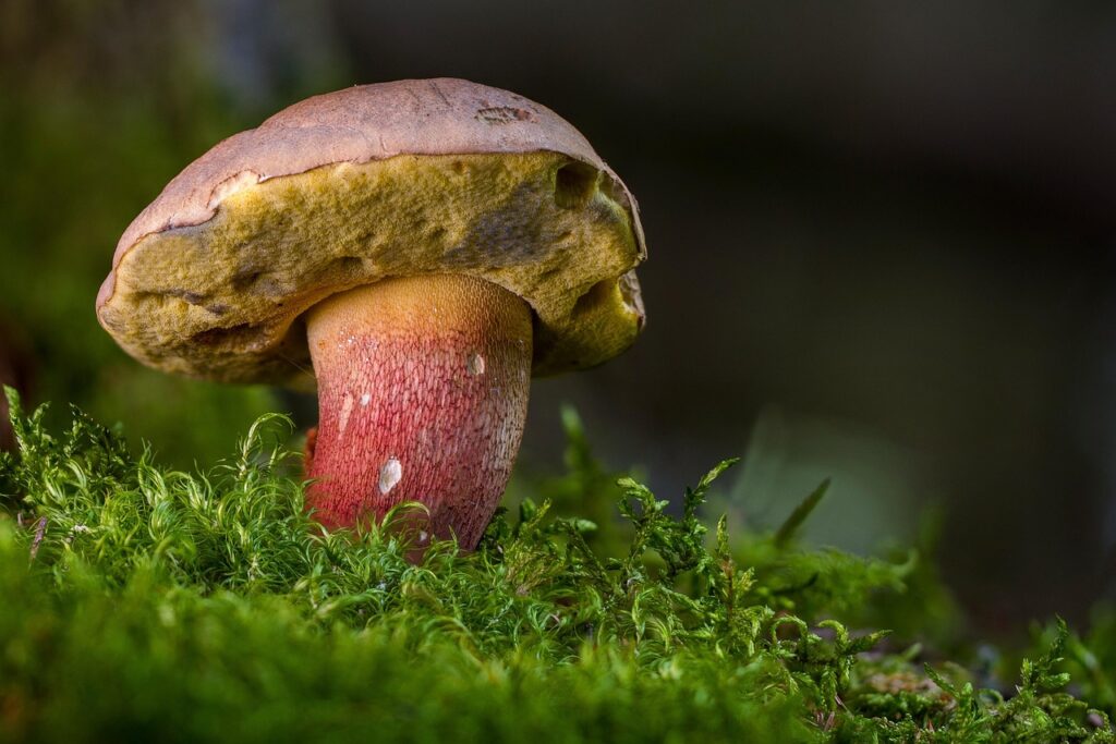 カニの通販で食べやすい盛りはどれを選ぶべき？