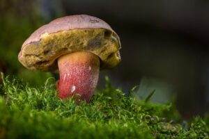 カニの通販で食べやすい盛りはどれを選ぶべき？