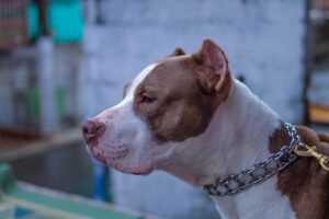 カニのお取り寄せで失敗しないためのポイントは？