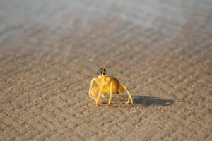 カニのお正月におすすめの種類と価格はどれくらい？