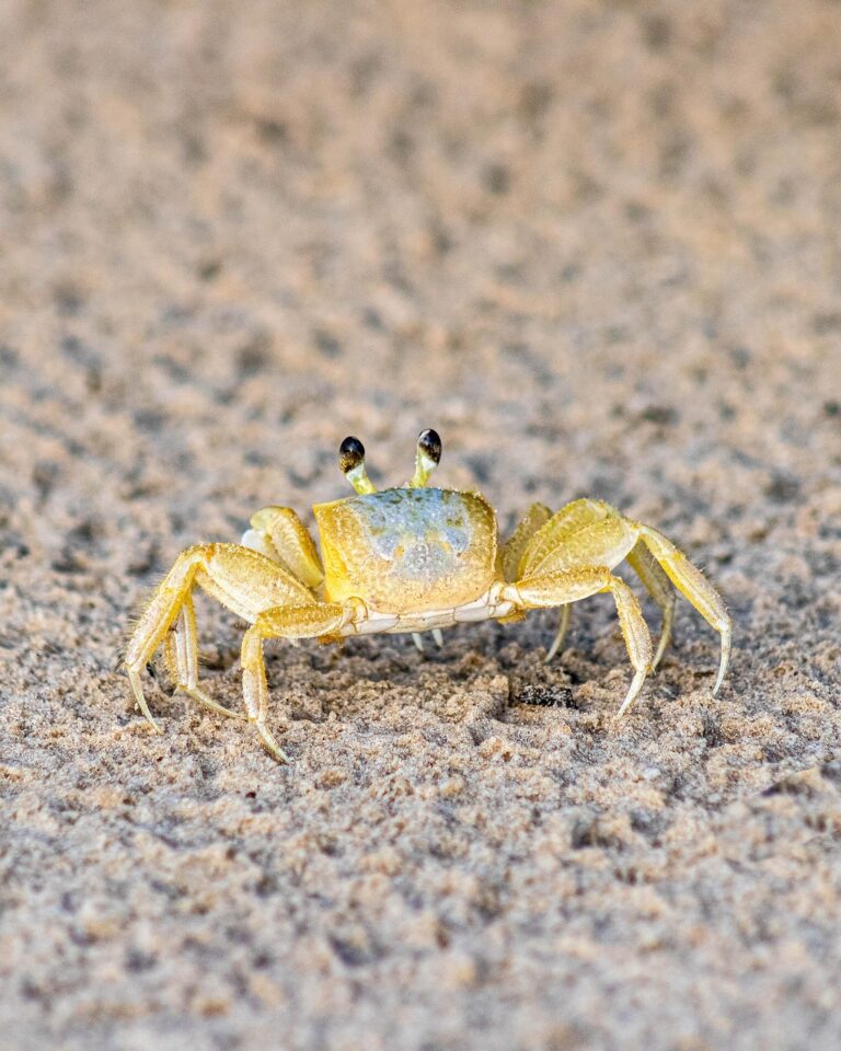 カニのお正月におすすめの評判は？