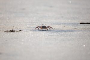 カニの生産者から直送された新鮮さは本当に違うの？